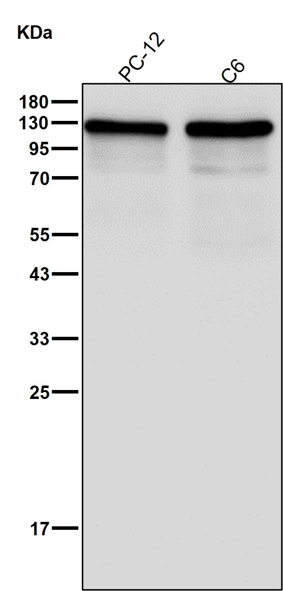 TIF1 beta Ab