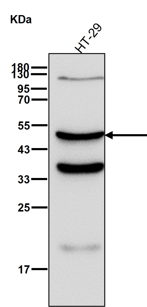 Cytokeratin 20 Ab