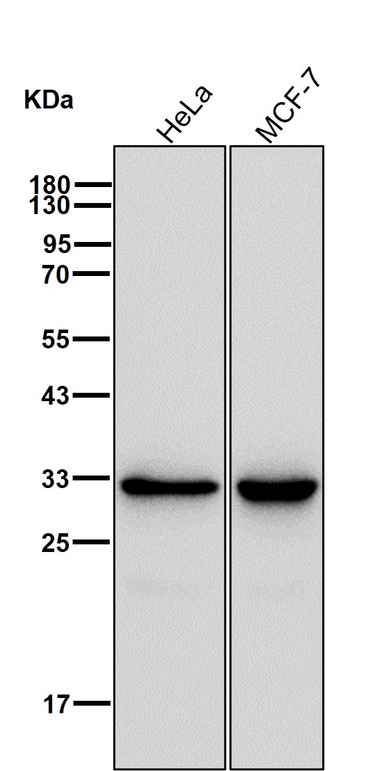 Annexin V Ab