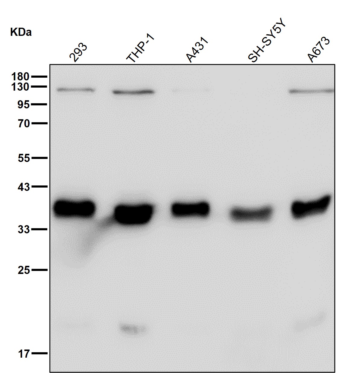 Inhibitor of growth protein 2 Ab