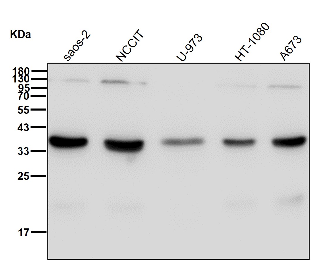 Inhibitor of growth protein 2 Ab