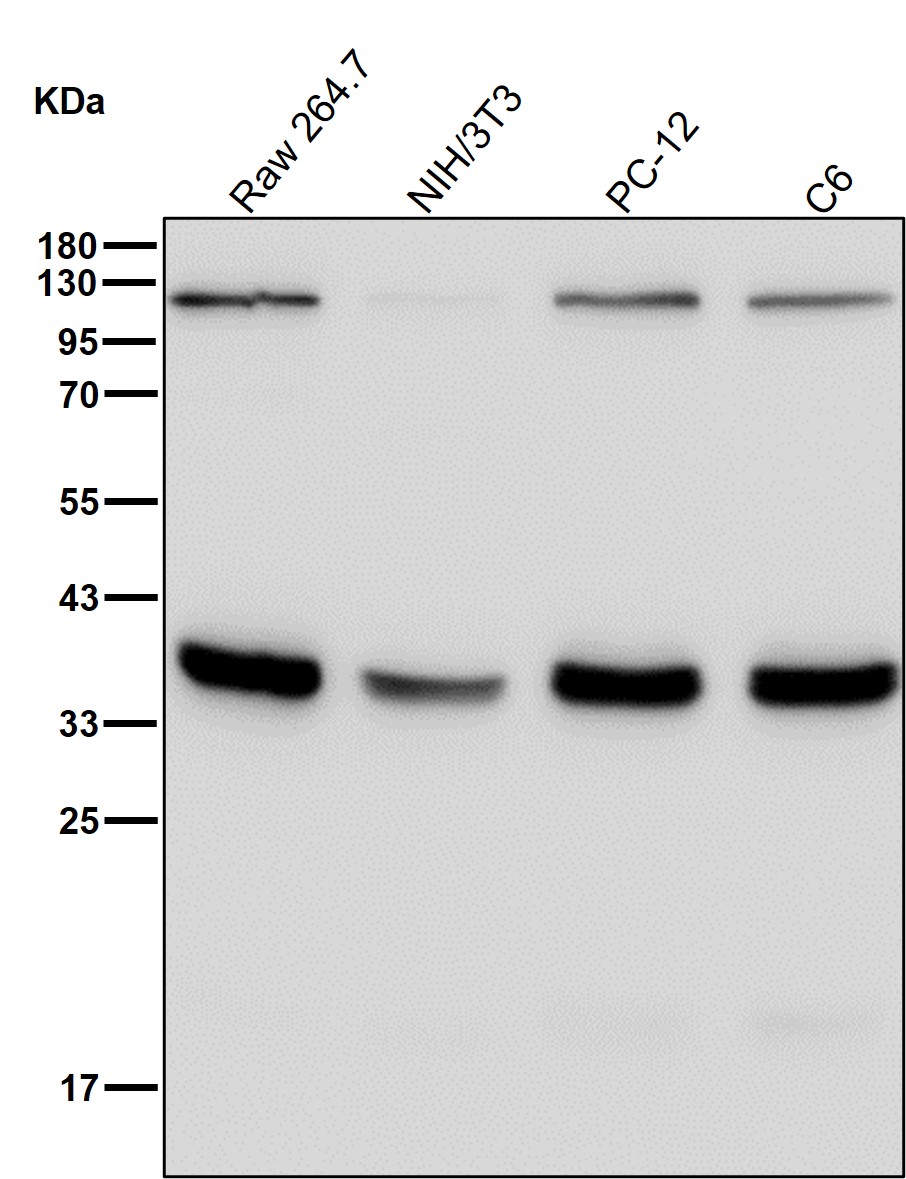 Inhibitor of growth protein 2 Ab