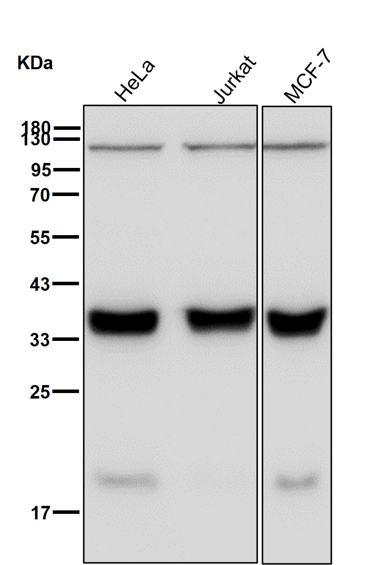 Inhibitor of growth protein 2 Ab