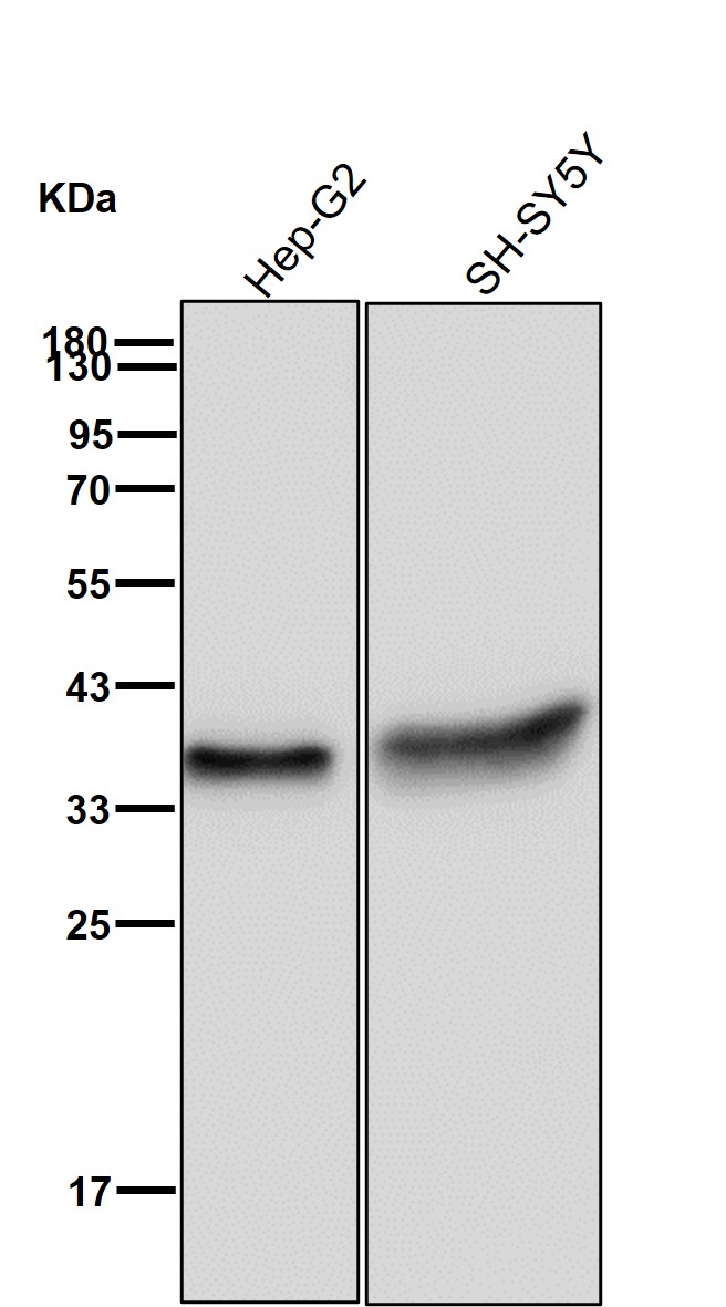 Inhibitor of growth protein 2 Ab