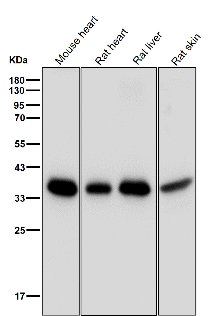 Tropomyosin 1 Ab