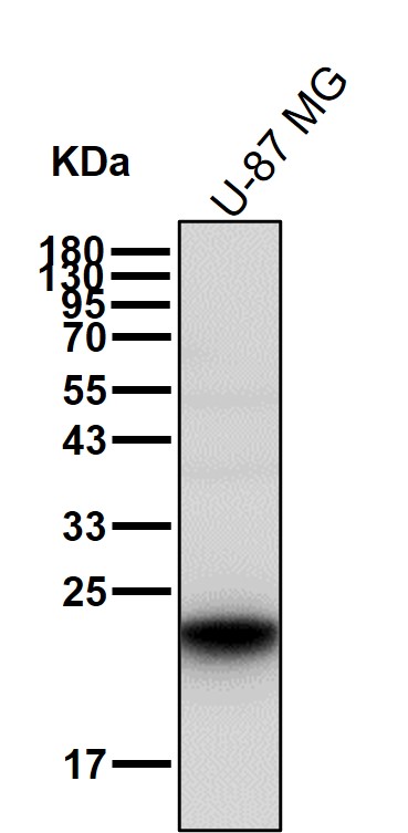 Peroxiredoxin 1 Ab