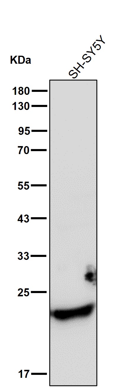 Peroxiredoxin 1 Ab