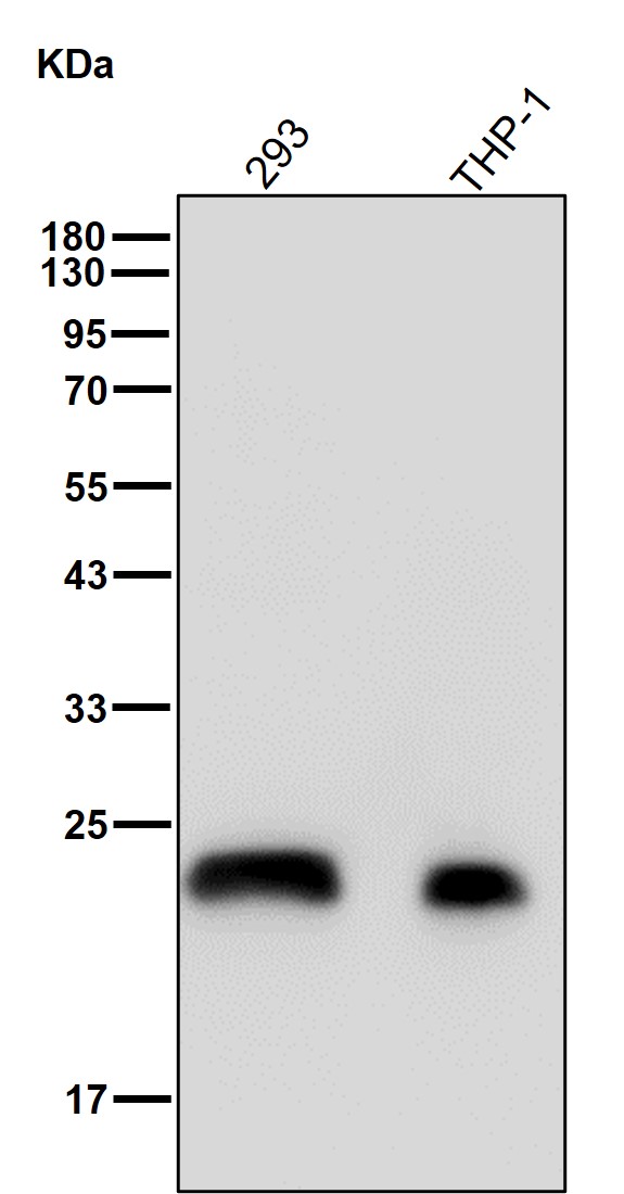 Peroxiredoxin 1 Ab