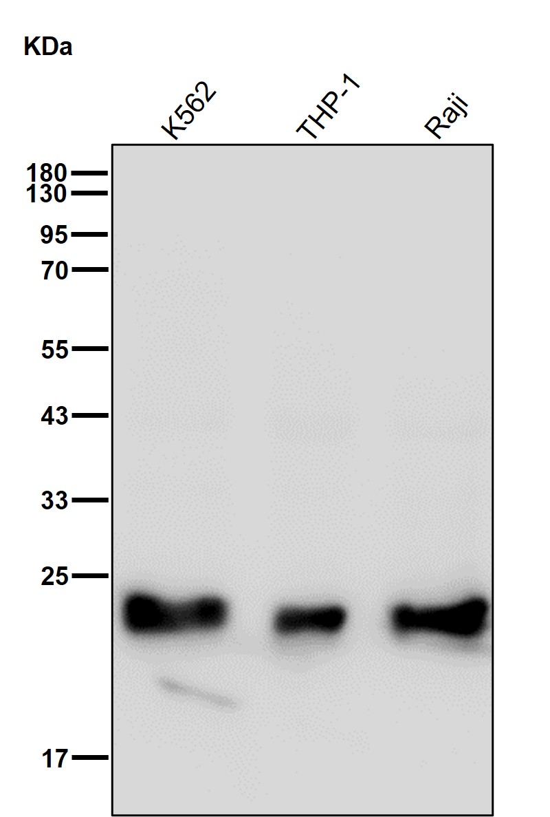 Peroxiredoxin 1 Ab