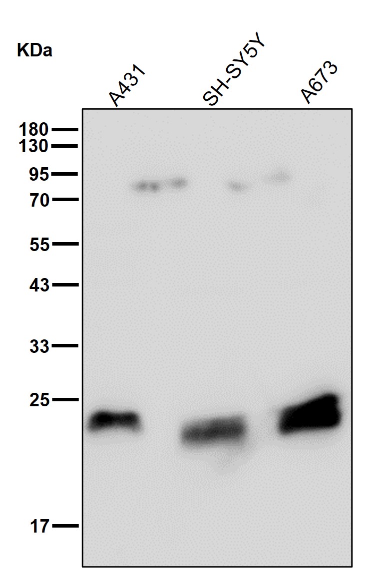 Peroxiredoxin 1 Ab