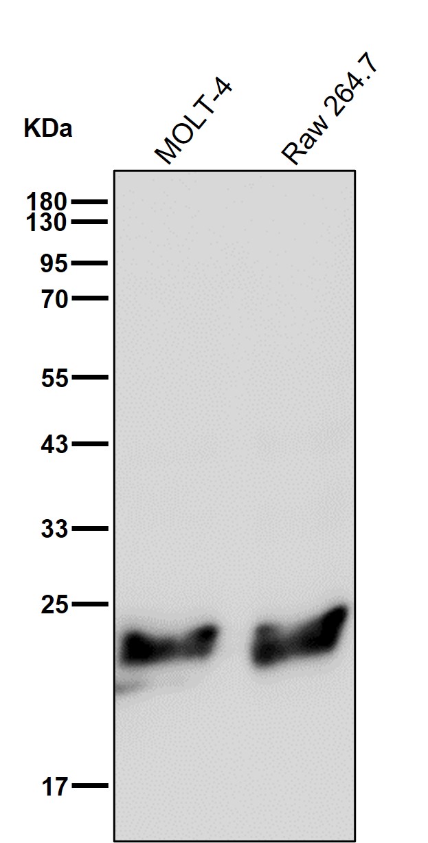 Peroxiredoxin 1 Ab