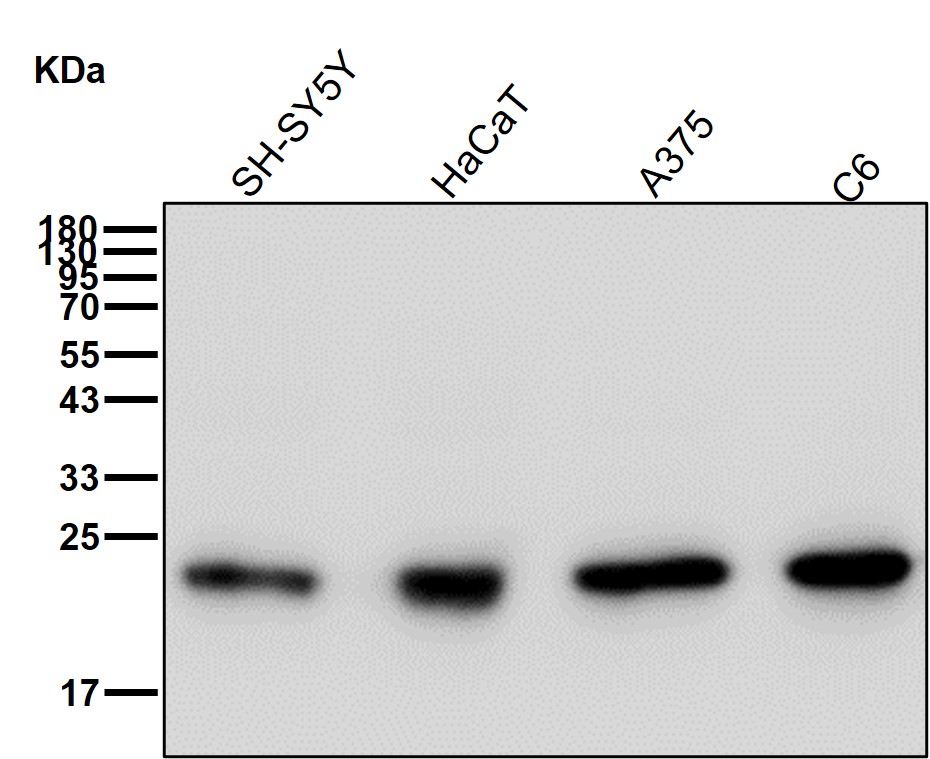 Peroxiredoxin 1 Ab