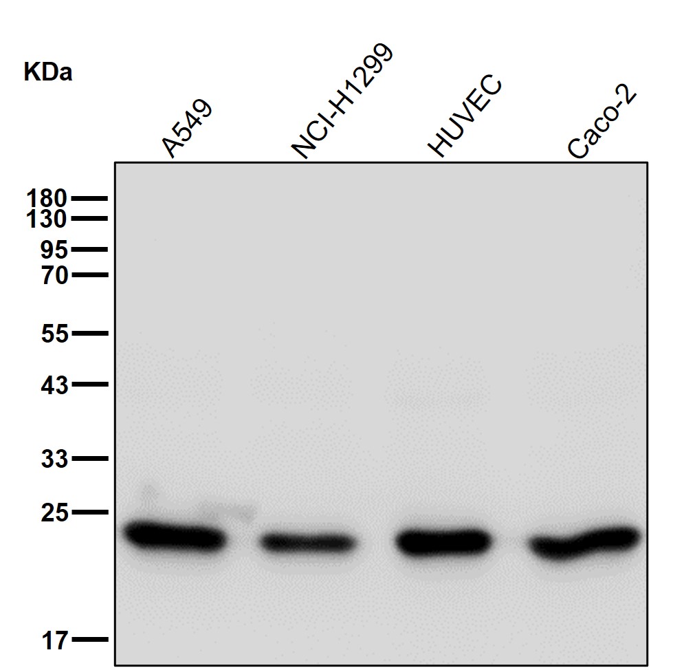 Peroxiredoxin 1 Ab