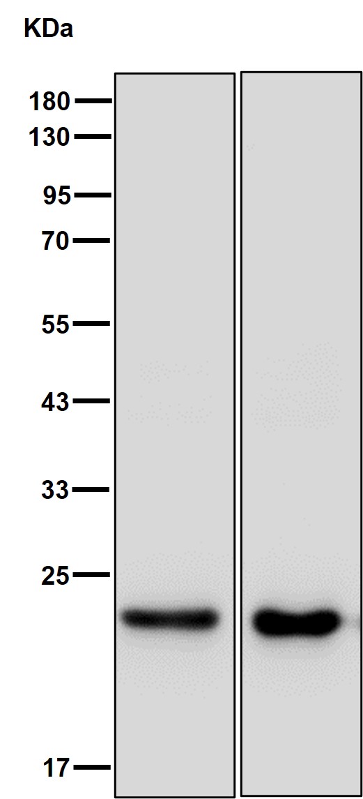 Peroxiredoxin 1 Ab