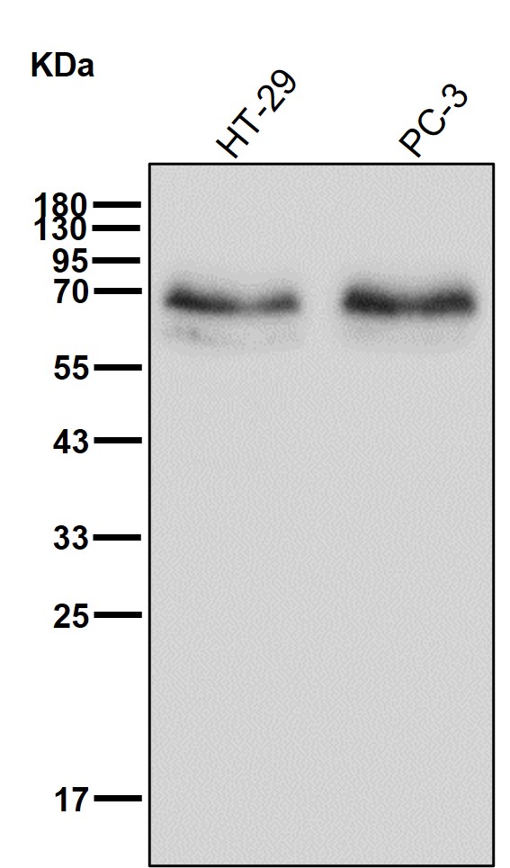 NR2C2 Ab