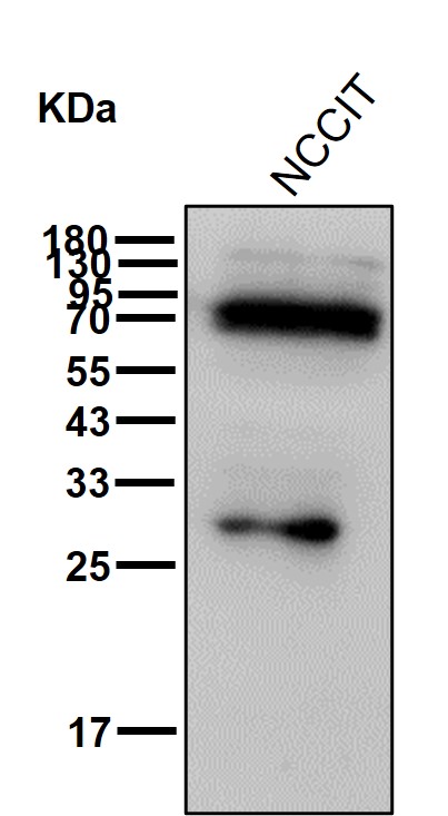 NR2C2 Ab