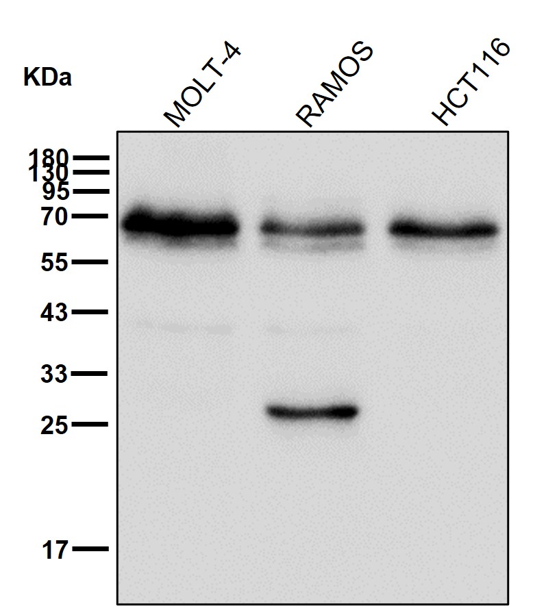 NR2C2 Ab