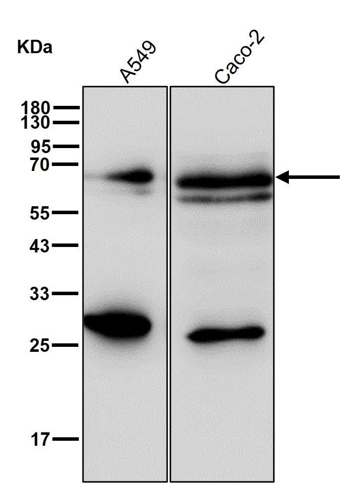 NR2C2 Ab