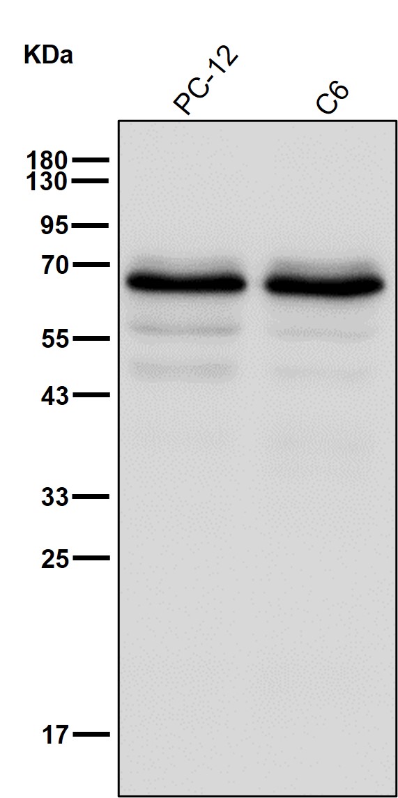 AMPK alpha 1 Ab