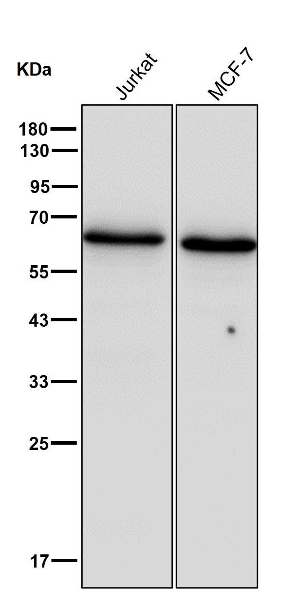 AMPK alpha 1 Ab