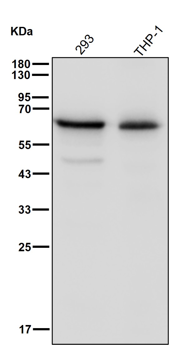 AMPK alpha 1 Ab