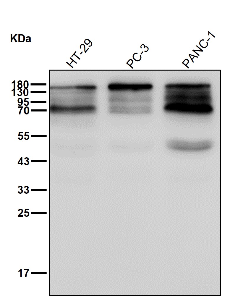 CEACAM6 Ab