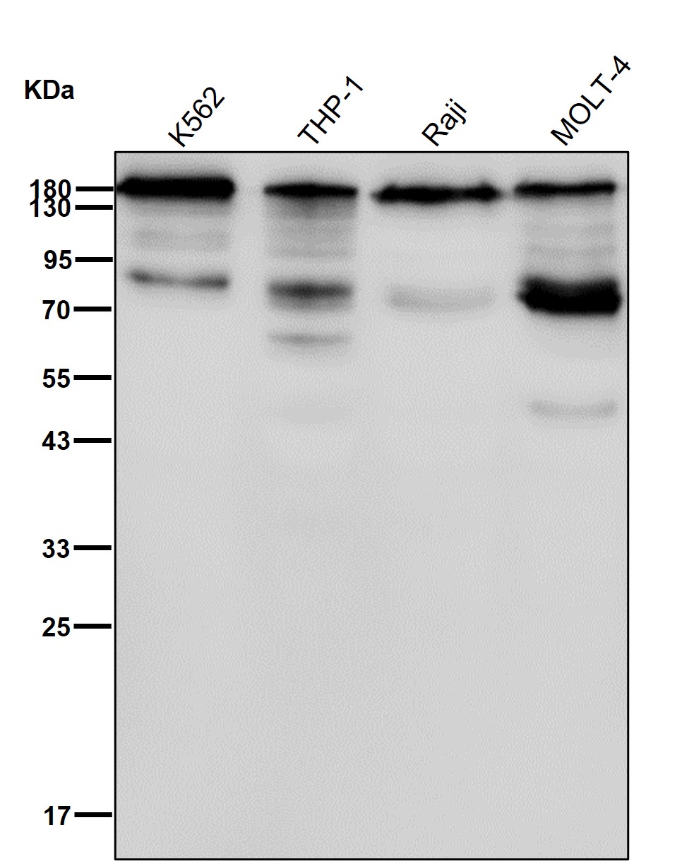 CEACAM6 Ab