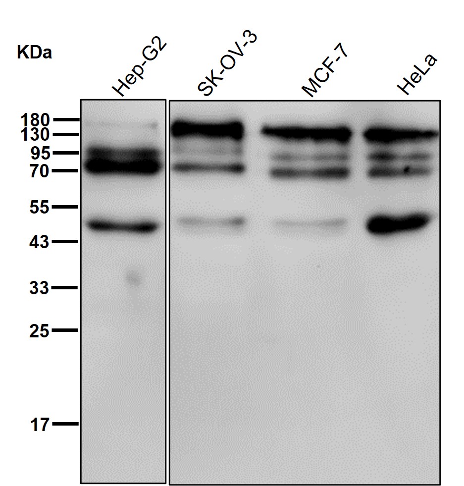 CEACAM6 Ab