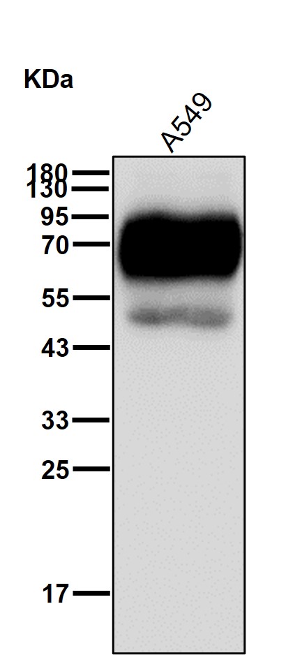 CEACAM6 Ab