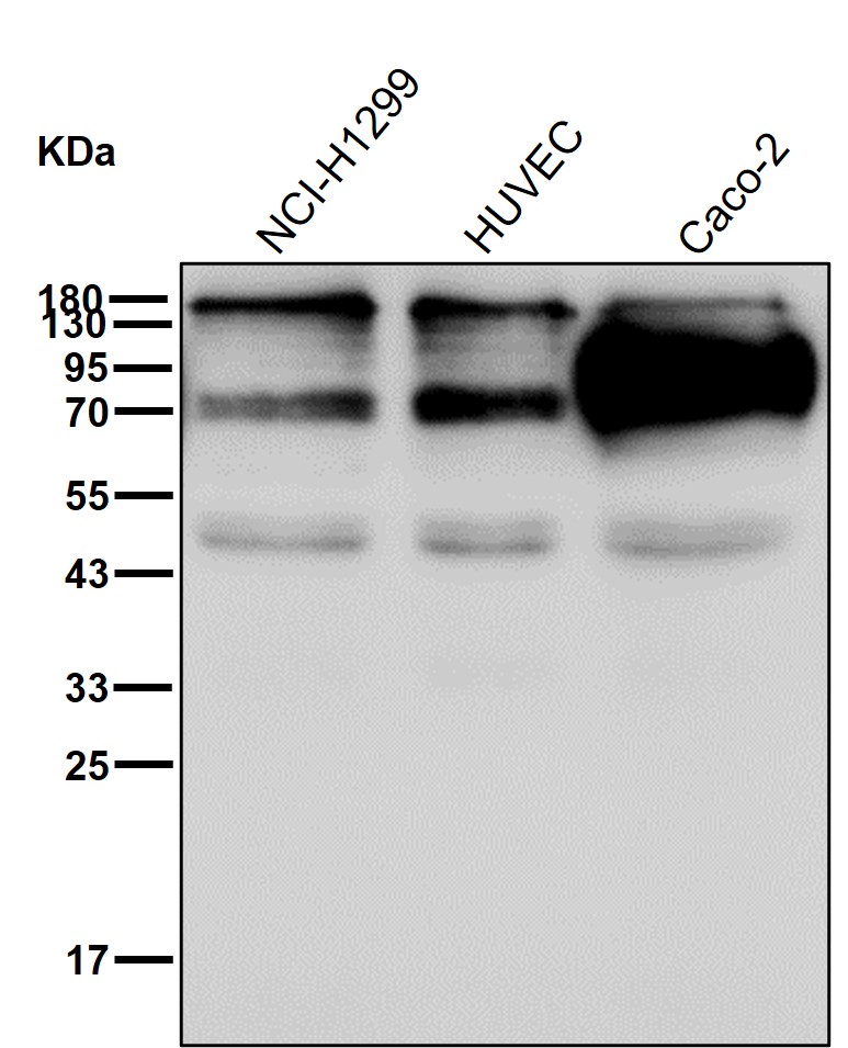 CEACAM6 Ab