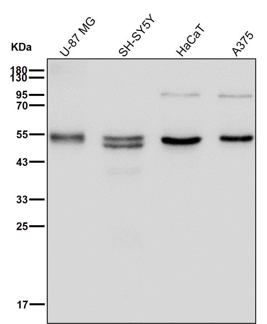 Dynactin 2 Ab