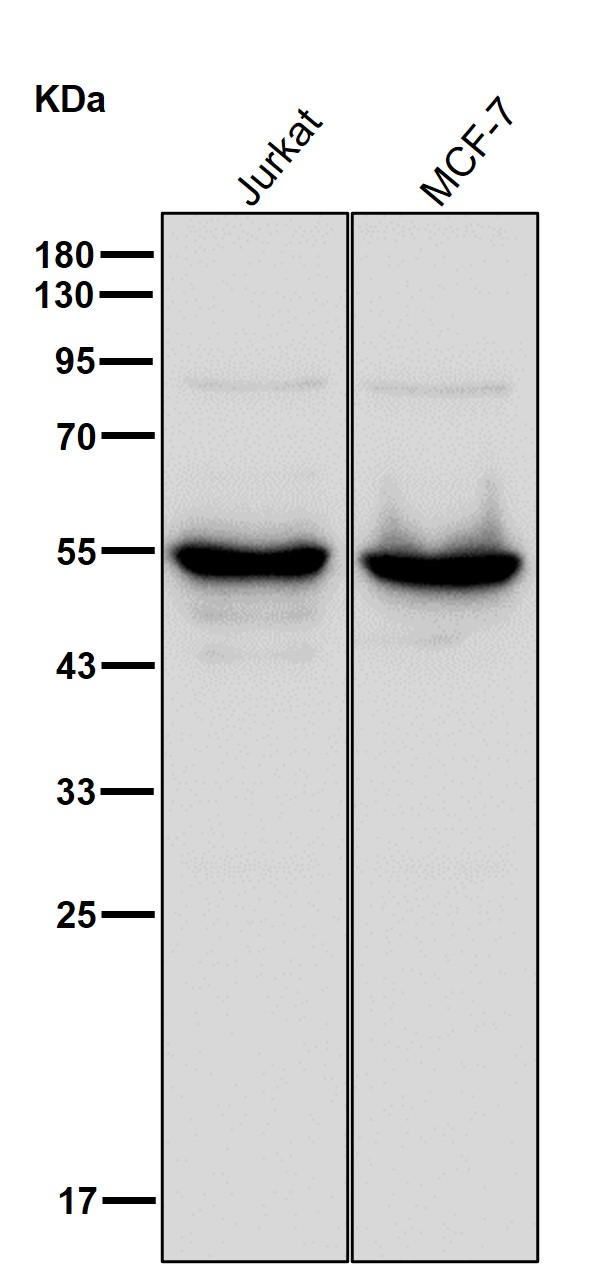 Dynactin 2 Ab