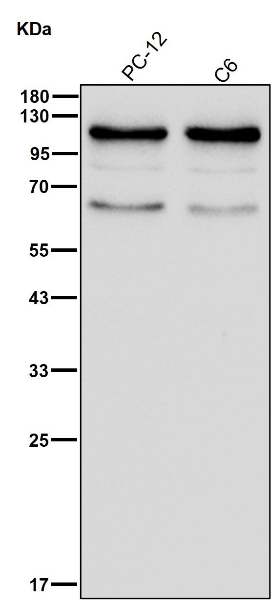 Kinesin associated protein 3 Ab