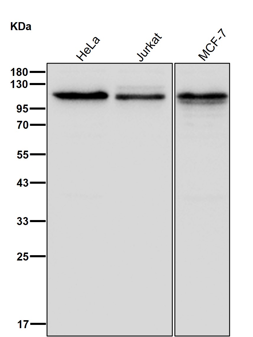 Kinesin associated protein 3 Ab