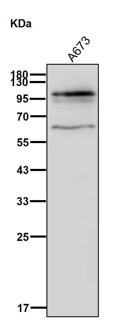 Kinesin associated protein 3 Ab