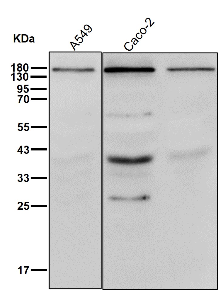 Integrin alpha 2 Ab