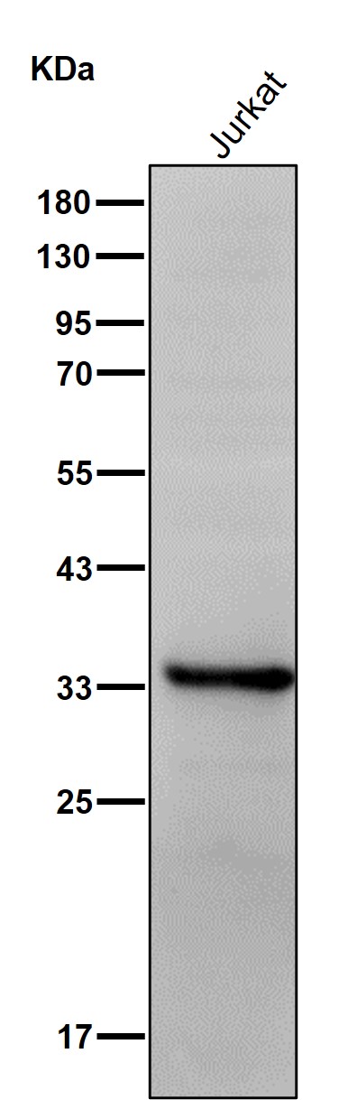 GAS2 Ab