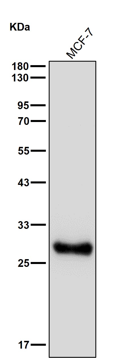 PSMA5 Ab