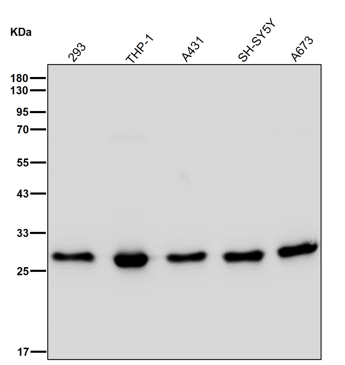 PSMA5 Ab