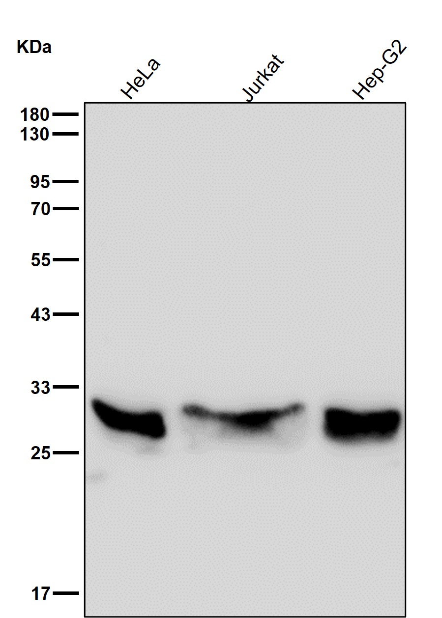 PSMA5 Ab