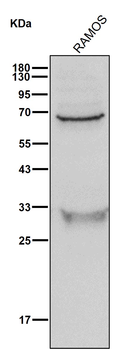 NOXA2 Ab