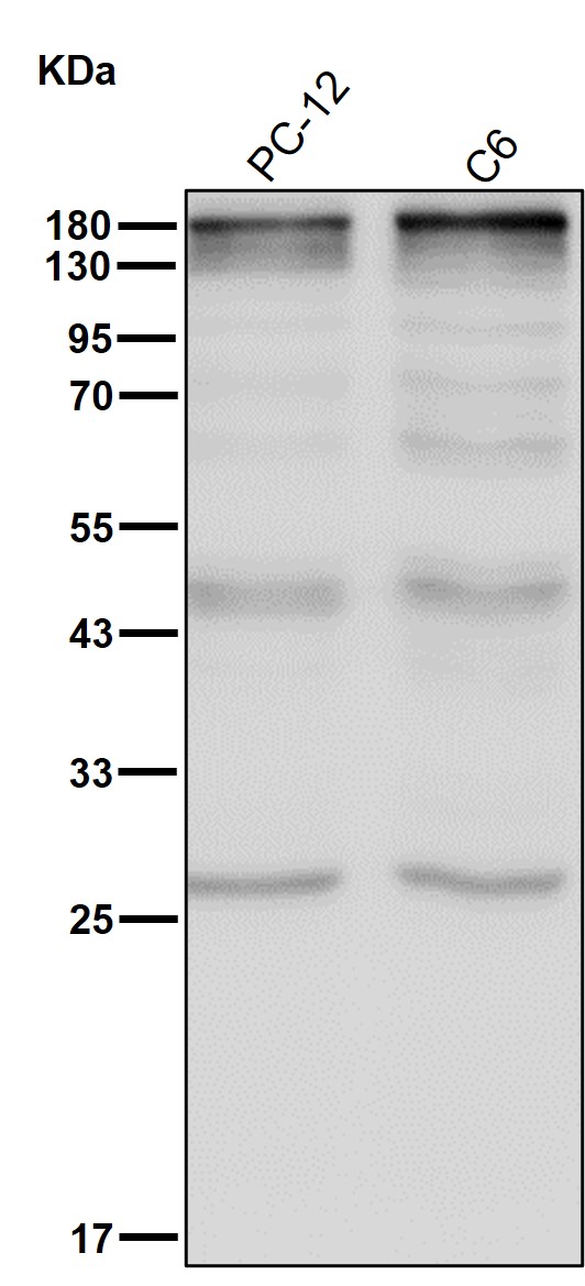 Topoisomerase 2 alpha/beta Ab 