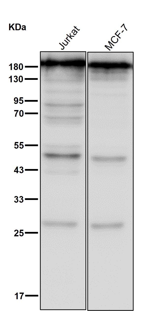 Topoisomerase 2 alpha/beta Ab 