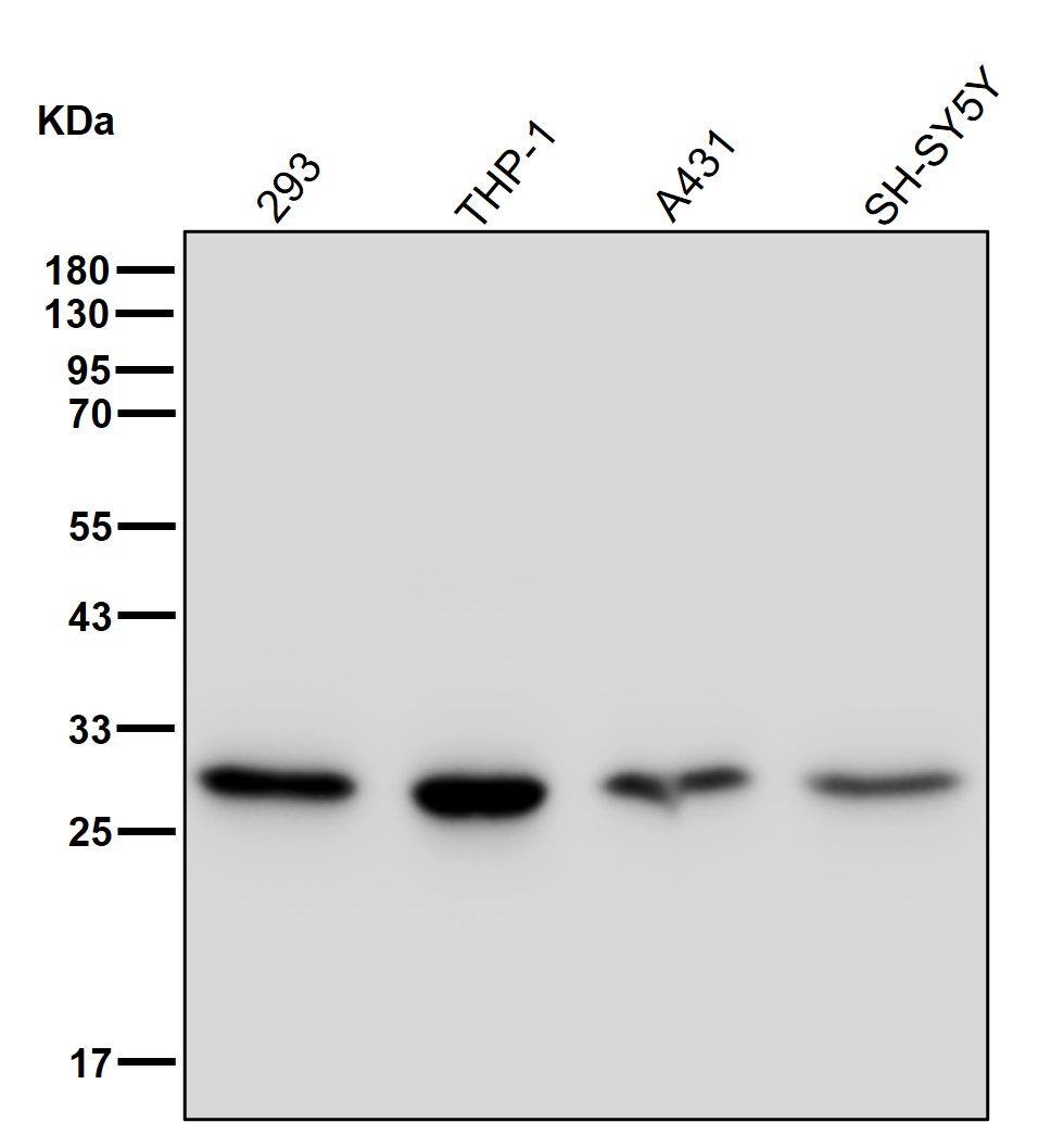 PSMA6 Ab