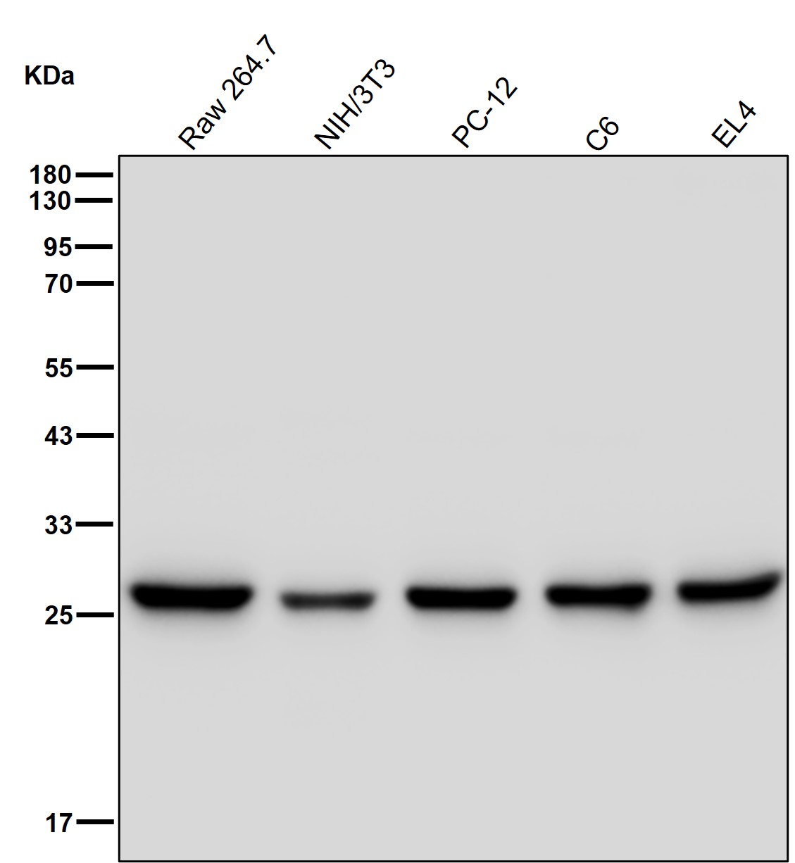 PSMA6 Ab