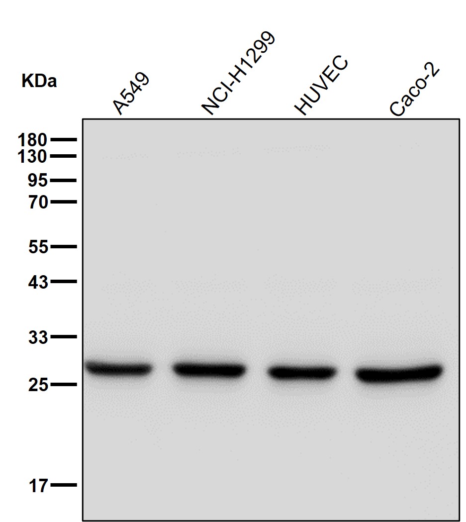 PSMA6 Ab