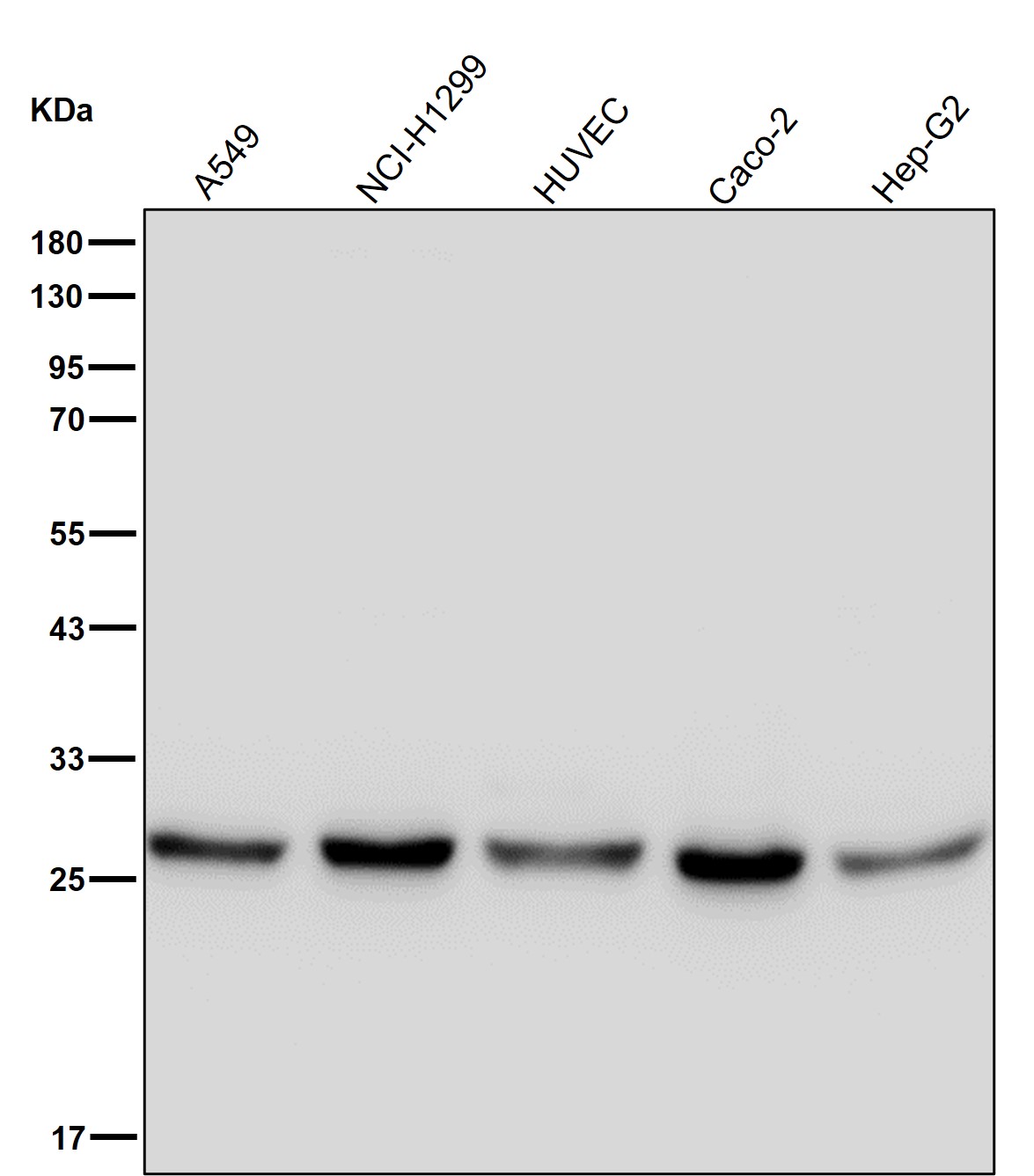 PSMA6 Ab