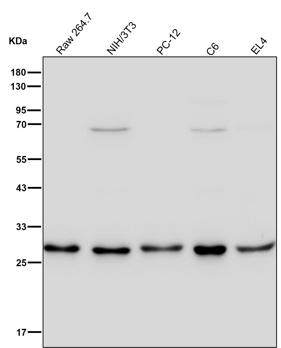 PSMA7 Ab