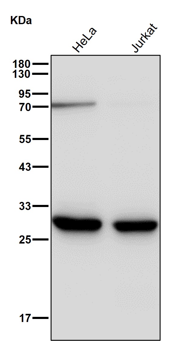 PSMA7 Ab