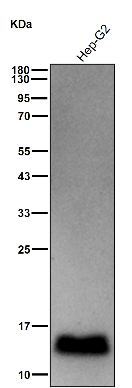 Cystatin C Ab